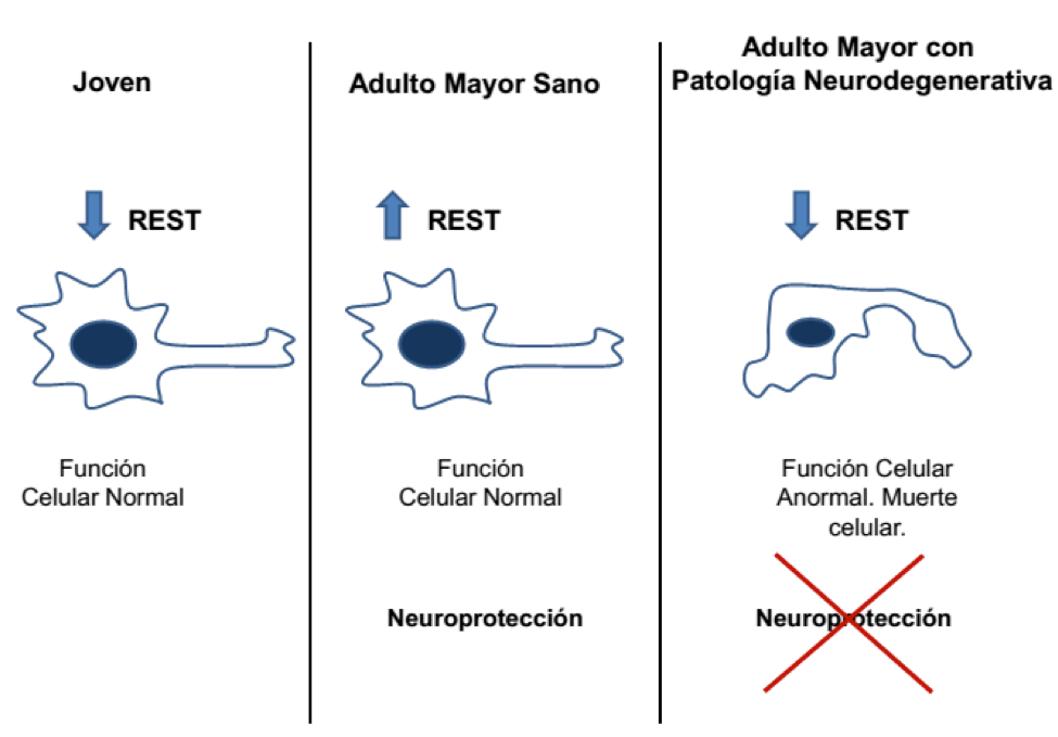 TE científicos descubren proteína...