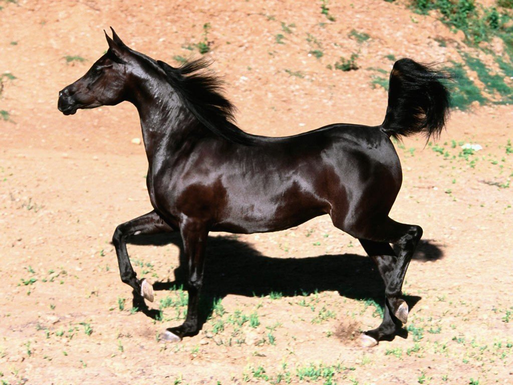 caballo negro