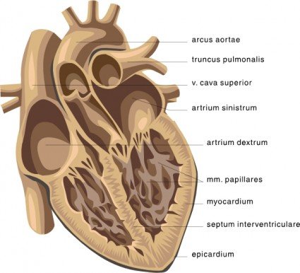 heart-medical-diagram