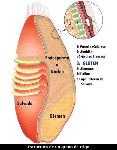 grano_de_trigo