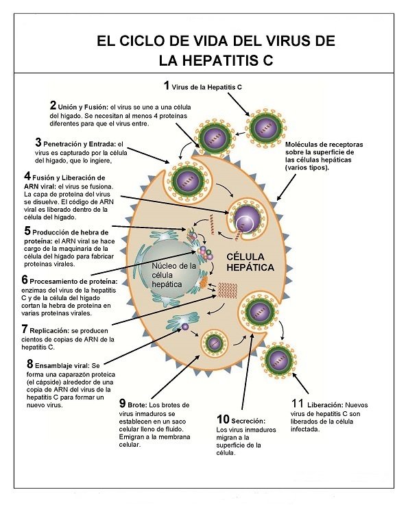 hepatitis-c