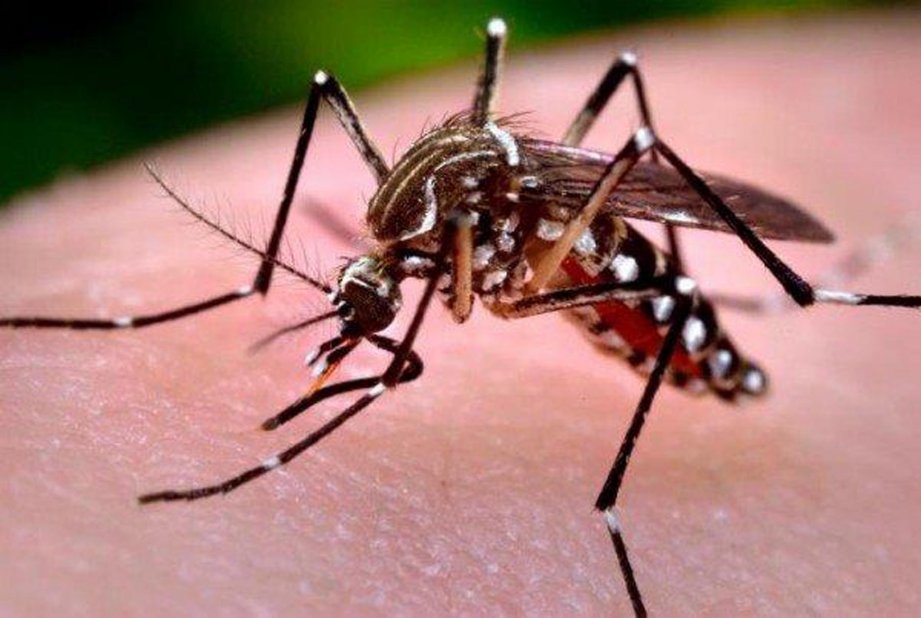 Cubre el Seguro Popular los tratamientos de Zika y Chikungunya